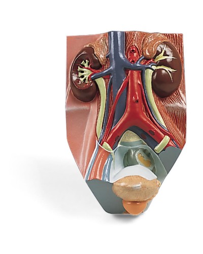Urinary System - Male - 3/4 Life Size